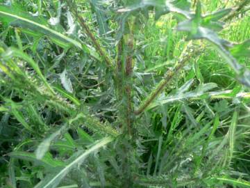 Fotografia da espécie Cirsium palustre