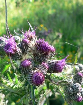 Fotografia 12 da espécie Cirsium palustre no Jardim Botânico UTAD