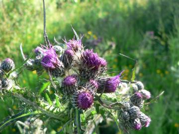 Fotografia da espécie Cirsium palustre