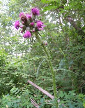 Fotografia 13 da espécie Cirsium palustre no Jardim Botânico UTAD