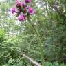 Fotografia 13 da espécie Cirsium palustre do Jardim Botânico UTAD