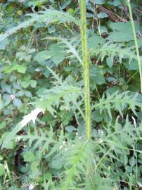 Fotografia da espécie Cirsium palustre