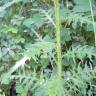 Fotografia 14 da espécie Cirsium palustre do Jardim Botânico UTAD