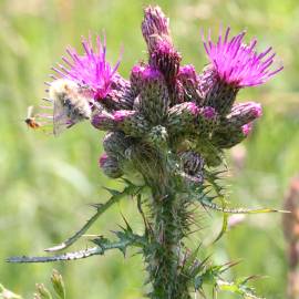 Fotografia da espécie Cirsium palustre