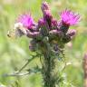 Fotografia 1 da espécie Cirsium palustre do Jardim Botânico UTAD