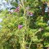Fotografia 15 da espécie Cirsium palustre do Jardim Botânico UTAD