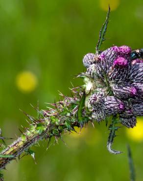 Fotografia 16 da espécie Cirsium palustre no Jardim Botânico UTAD