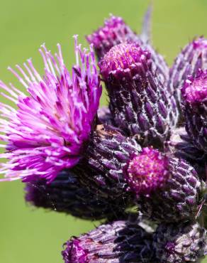 Fotografia 18 da espécie Cirsium palustre no Jardim Botânico UTAD