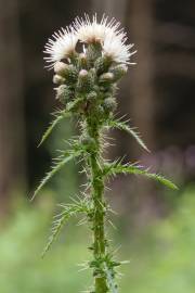 Fotografia da espécie Cirsium palustre