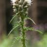 Fotografia 19 da espécie Cirsium palustre do Jardim Botânico UTAD