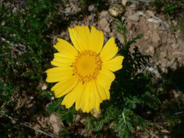 Fotografia da espécie Glebionis coronaria