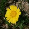 Fotografia 18 da espécie Glebionis coronaria do Jardim Botânico UTAD