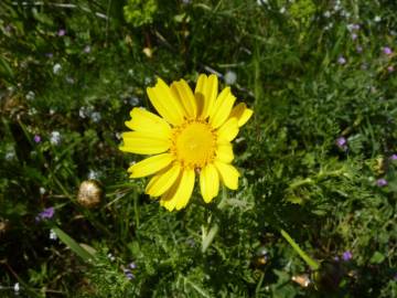 Fotografia da espécie Glebionis coronaria