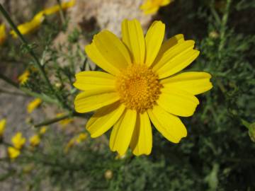 Fotografia da espécie Glebionis coronaria