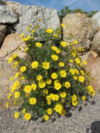 Fotografia da espécie Glebionis coronaria