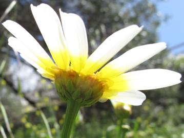 Fotografia da espécie Glebionis coronaria