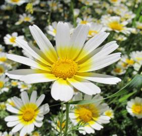 Fotografia da espécie Glebionis coronaria