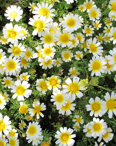 Fotografia de capa Glebionis coronaria - do Jardim Botânico