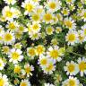 Fotografia 1 da espécie Glebionis coronaria do Jardim Botânico UTAD