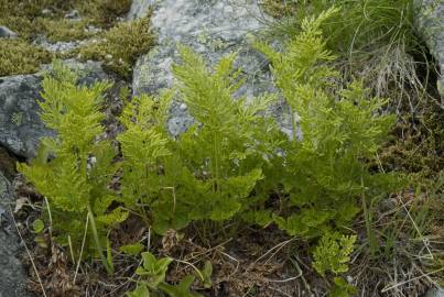 Fotografia da espécie Cryptogramma crispa