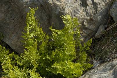 Fotografia da espécie Cryptogramma crispa