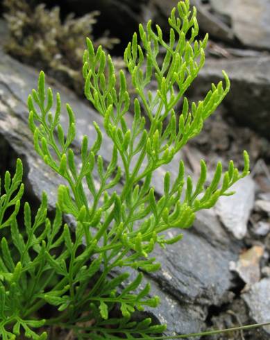 Fotografia de capa Cryptogramma crispa - do Jardim Botânico