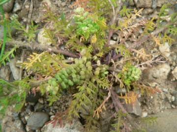 Fotografia da espécie Lepidium didymum