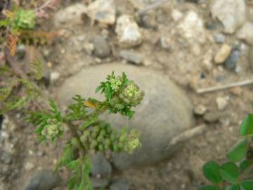 Fotografia da espécie Lepidium didymum