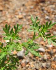 Fotografia da espécie Lepidium didymum