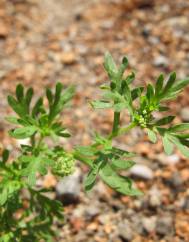 Lepidium didymum