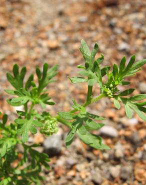 Fotografia 1 da espécie Lepidium didymum no Jardim Botânico UTAD