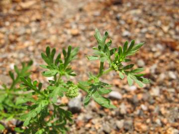 Fotografia da espécie Lepidium didymum