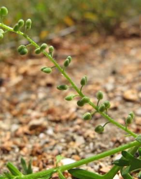 Fotografia 11 da espécie Lepidium didymum no Jardim Botânico UTAD