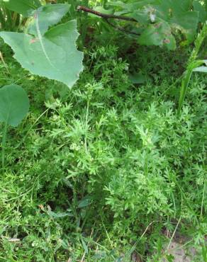 Fotografia 12 da espécie Lepidium didymum no Jardim Botânico UTAD