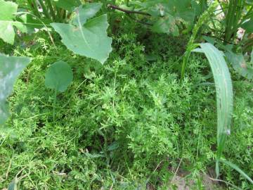 Fotografia da espécie Lepidium didymum