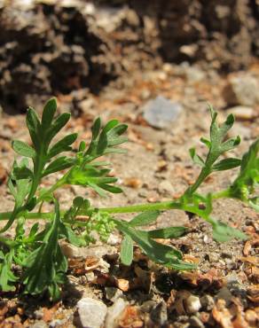 Fotografia 13 da espécie Lepidium didymum no Jardim Botânico UTAD