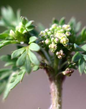 Fotografia 15 da espécie Lepidium didymum no Jardim Botânico UTAD