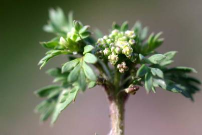 Fotografia da espécie Lepidium didymum