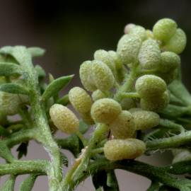 Fotografia da espécie Lepidium didymum