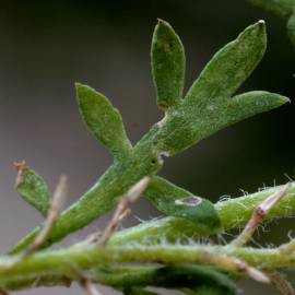 Fotografia da espécie Lepidium didymum