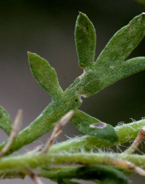 Fotografia 17 da espécie Lepidium didymum no Jardim Botânico UTAD