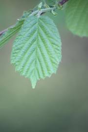 Fotografia da espécie Corylus avellana