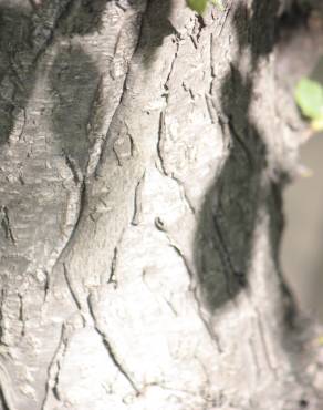 Fotografia 13 da espécie Corylus avellana no Jardim Botânico UTAD