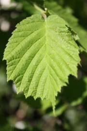 Fotografia da espécie Corylus avellana