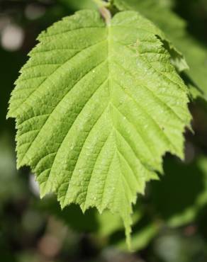 Fotografia 14 da espécie Corylus avellana no Jardim Botânico UTAD