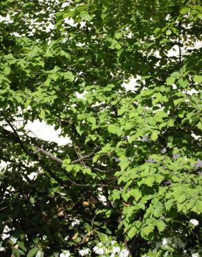 Fotografia 18 da espécie Corylus avellana no Jardim Botânico UTAD