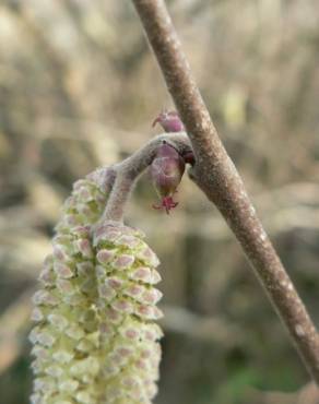 Fotografia 19 da espécie Corylus avellana no Jardim Botânico UTAD