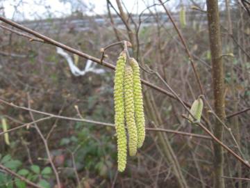 Fotografia da espécie Corylus avellana