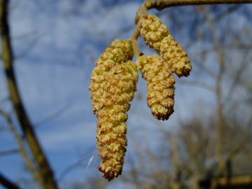 Fotografia da espécie Corylus avellana