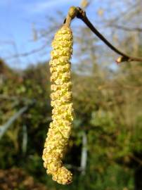 Fotografia da espécie Corylus avellana